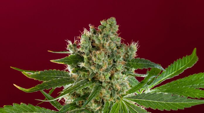¿Cómo cultivar CBD OG Kush feminizada? El clásico medicinal