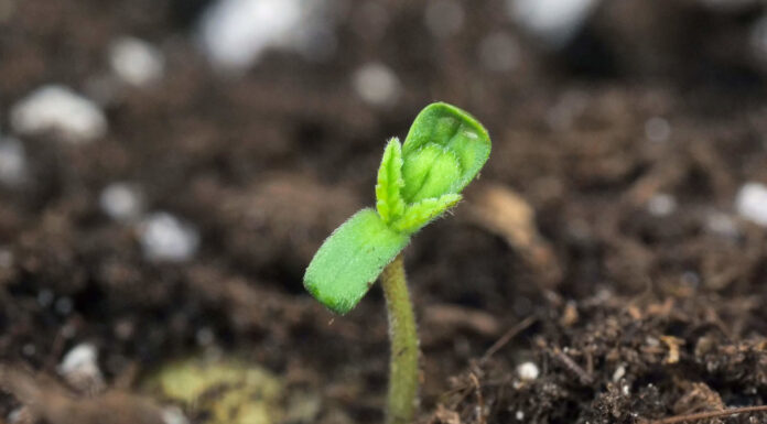 ¿Cómo cultivar Master Kush feminizada? El maestro de la relajación