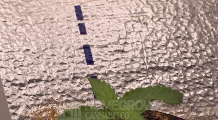 ¿Cómo cultivar Grape Killer 99 feminizada? Sabor potencia y rapidez