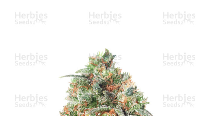 ¿Cómo cultivar Afghan Kush x Super Skunk feminizada? Mezcla explosiva