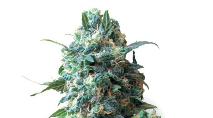 ¿Cómo cultivar Afghan Kush feminizada? Todo sobre esta leyenda