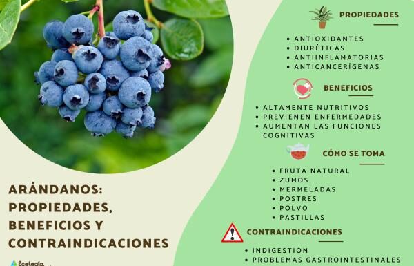 ¿Por qué el arándano es importante para la salud femenina? Beneficios comprobados