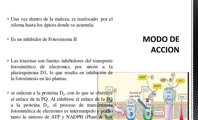 ¿La atrazina feminiza a los animales machos? Ciencia y controversia