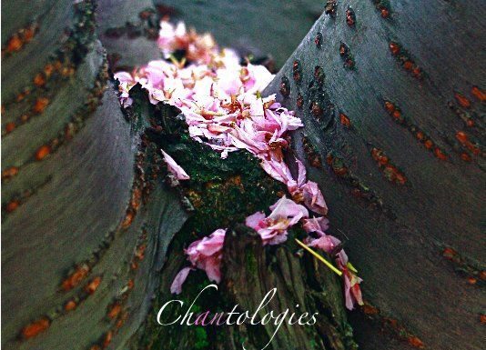 A Woman’s Spirit Daily Meditation for Today: Affirmations and Insights