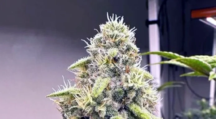 ¿Cómo cultivar Black Widow feminizada? Belleza letal