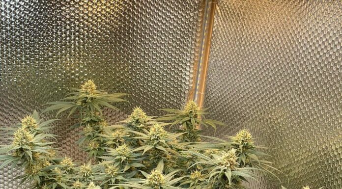 ¿Cómo cultivar CBD Black Domina feminizada? Elegancia y serenidad