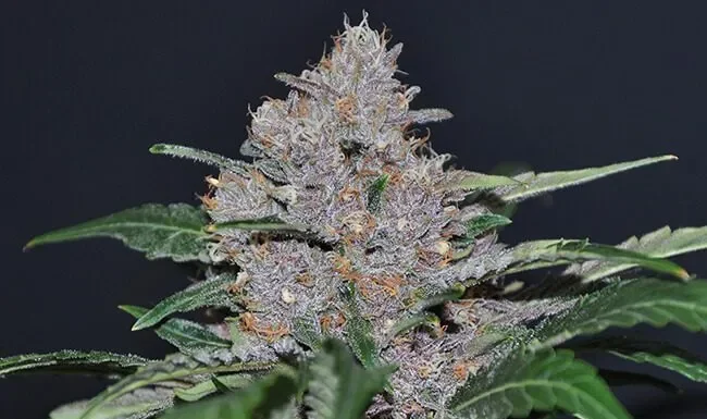 ¿Cómo cultivar Blue Dream feminizada? El sueño azul en tu cultivo