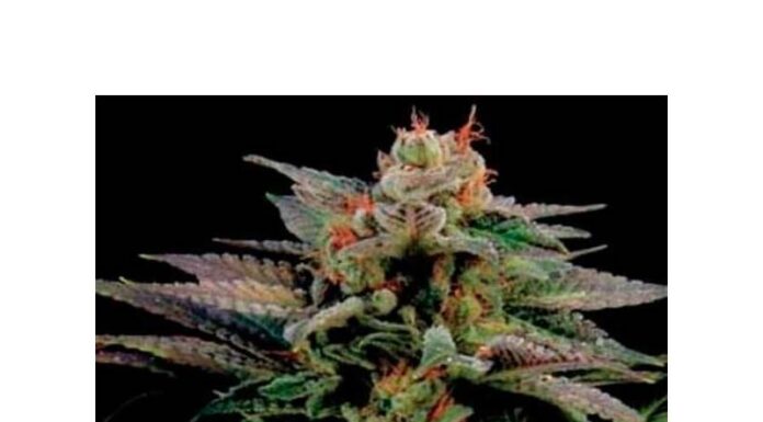 ¿Cómo cultivar Blue Widow feminizada? Una mezcla poderosa