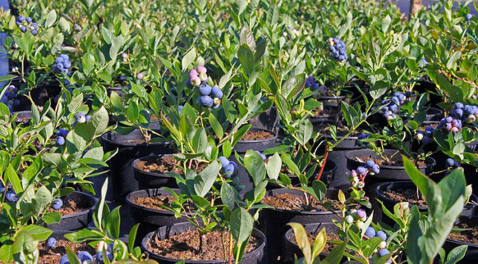 ¿Cómo cultivar Blueberry feminizada? El clásico dulce en tu jardín