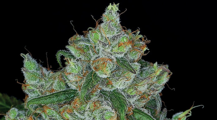 ¿Cómo cultivar Bruce Banner feminizada? ¡Fuerza verde imparable!