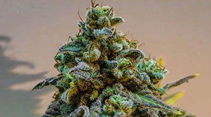 ¿Cómo cultivar Cinderella 99 x Blueberry feminizada? Dulzura y velocidad de crecimiento