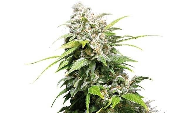 ¿Cómo cultivar San Fernando Valley feminizada? Sabor californiano premium