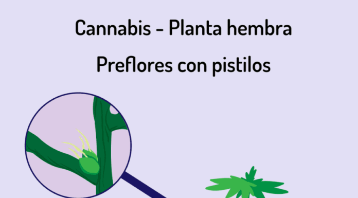 ¿Las plantas feminizadas pueden volverse macho? Riesgos y prevención