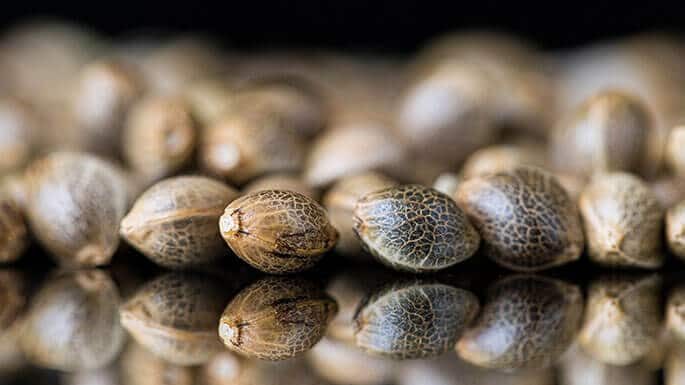 Paso a paso para crear semillas de marihuana feminizadas