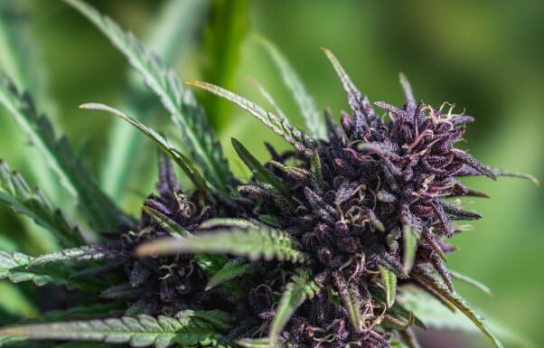 ¿Cómo cultivar Purple Gelato feminizada? Dulzura y potencia de color púrpura