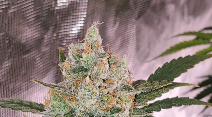 ¿Cómo cultivar Chemdawg #4 feminizada? Fuerza legendaria en tu cultivo