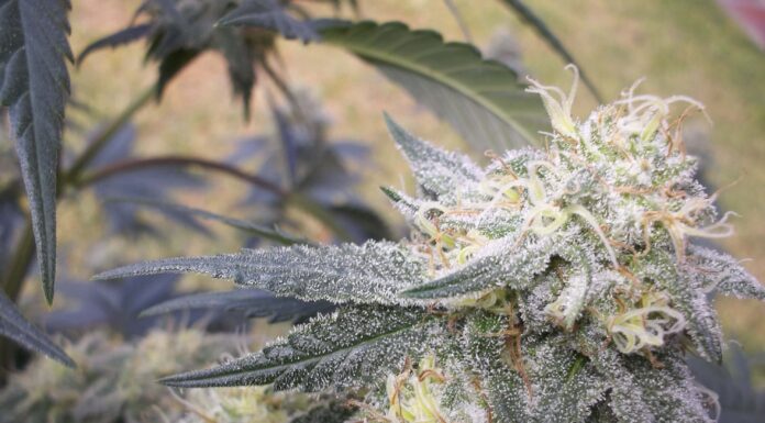 ¿Cómo cultivar Chocolope x Candy Kush feminizada? Combinación de ensueño