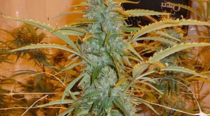 ¿Cómo cultivar Cinderella 99 x Tangilope feminizada? Aromas tropicales en tu jardín