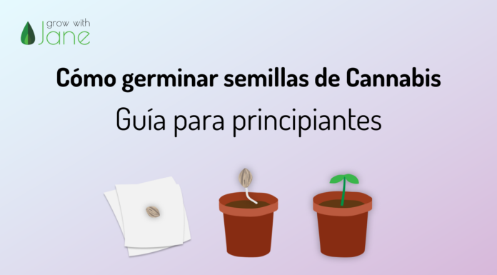 Cómo germinar semillas de cannabis feminizadas fácilmente