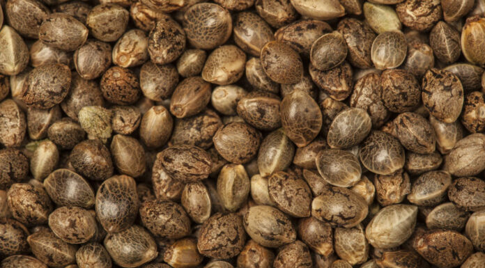 Crea tus propias semillas autoflorecientes feminizadas: Método fácil