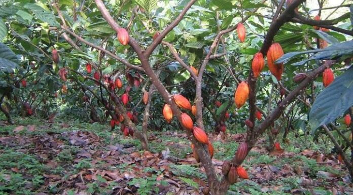 ¿Cómo cultivar Mochalope feminizada? Chocolate y relajación en tu jardín