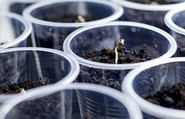 ¿Cómo feminizar una semilla? Técnicas de jardinería avanzada