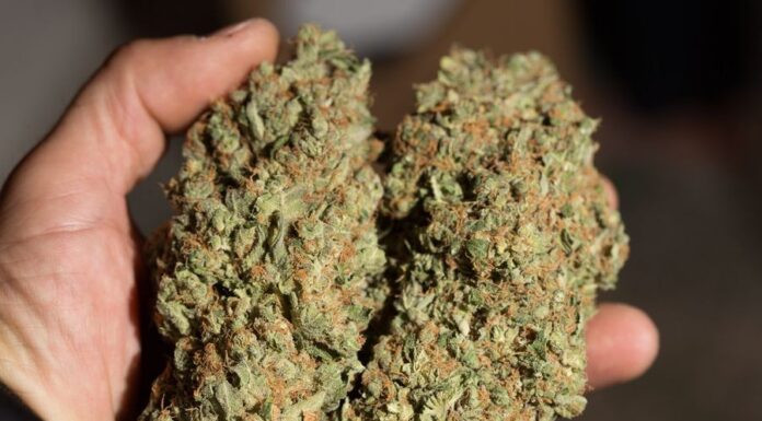 ¿Cómo cultivar Critical + feminizada? Alta producción y potencia legendaria