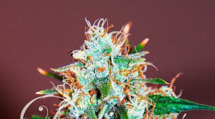 ¿Cómo cultivar Critical 2.0 feminizada? Mejorando el clásico para grandes cosechas