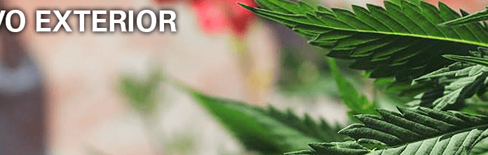 ¿Cómo cultivar Critical Bilbo feminizada? La favorita de los expertos