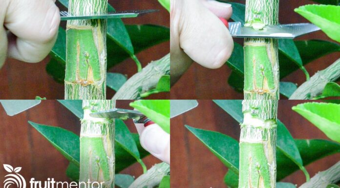 ¿Cómo cultivar Orange Bud feminizada? Explosión de cítricos y felicidad