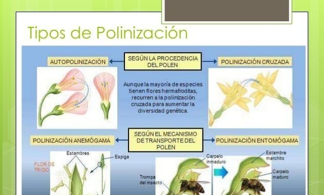 ¿Puedes polinizar una planta feminizada? Técnicas de reproducción