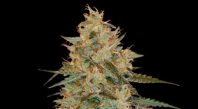 ¿Cómo cultivar Chocolope x Kush feminizada? Un cruce de gigantes