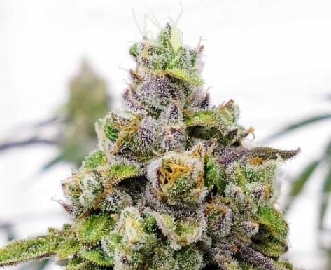 Do-Si-Dos feminized seeds: Guía para principiantes