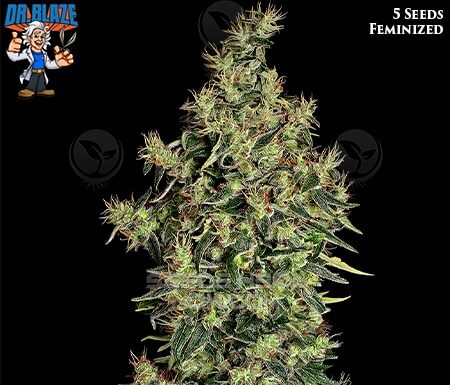 ¿Cómo cultivar Mexican Haze feminizada? Fiesta y energía en cada bocanada