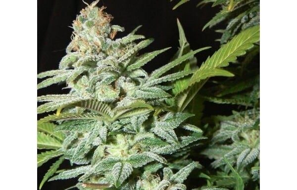 ¿Cómo cultivar Mazar feminizada? Resina y fuerza legendarias