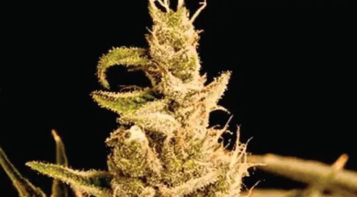 ¿Cómo cultivar Early Skunk x Northern Lights feminizada? La mezcla perfecta para principiantes