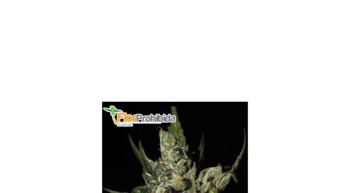 ¿Cómo cultivar Exodus Cheese feminizada? El aroma que conquistó Europa