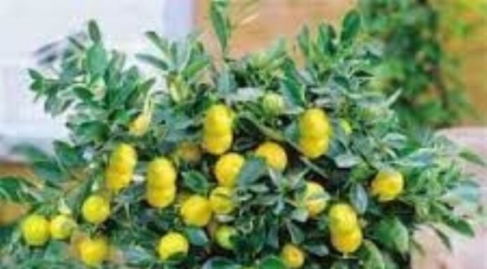 ¿Cómo cultivar Lemon Tree feminizada? El sabor más fresco del jardín