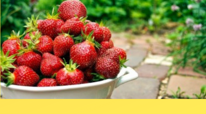 ¿Cómo cultivar Strawberry feminizada? Sabor a fresa natural y vibrante