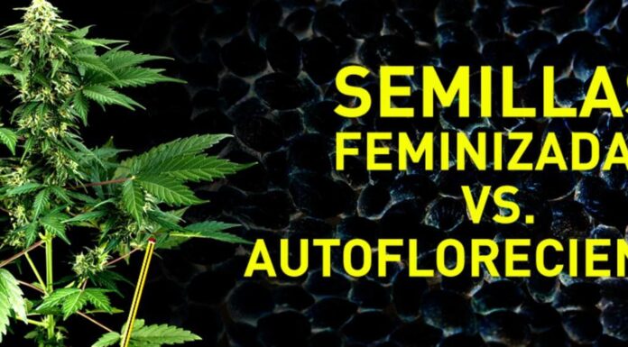 ¿Qué significa ser feminizada y autofloreciente? Explicación para growers