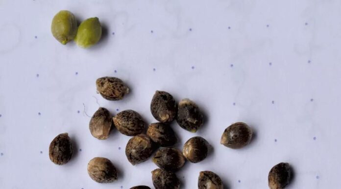 ¿Cómo feminizar semillas con aspirina? Técnica casera explicada