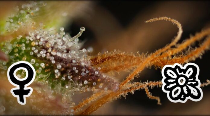 ¿Las semillas autoflorecientes son feminizadas? Consejos de expertos