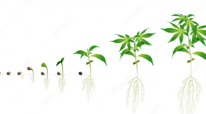 ¿Cuánto tiempo tardan en crecer las semillas feminizadas? Guía para cultivadores