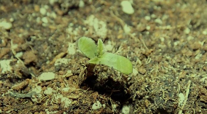 ¿Cómo cultivar semillas autoflorecientes feminizadas? Simplifica tu cosecha