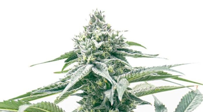 Cómo cultivar Ultraviolet OG Feminizada como un profesional