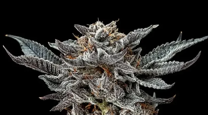 ¿Cómo cultivar Gorilla Glue #4 x Zkittles feminizada? Explosión de sabores
