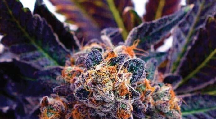 ¿Cómo cultivar Do-Si-Dos feminizada? Cosecha potente y deliciosa