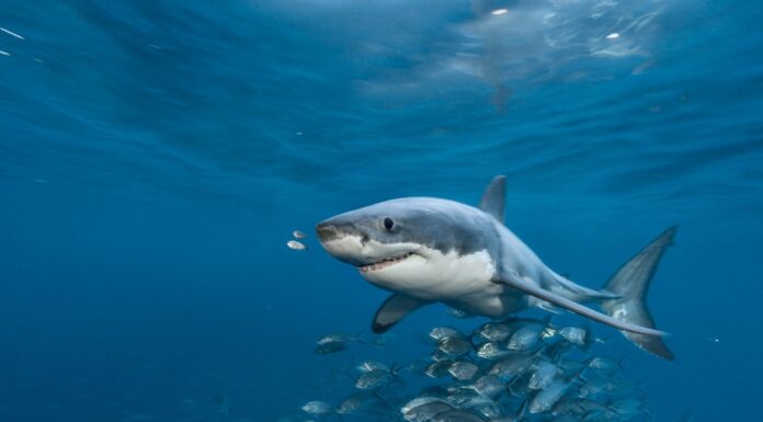 ¿Cómo cultivar Great White Shark feminizada? Potencia marina en tu jardín