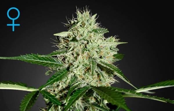 ¿Cómo cultivar Northern Lights feminizada? La estrella del cultivo interior