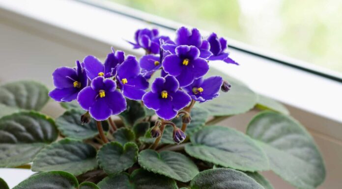 ¿Cómo cultivar Amnesia Purple feminizada? Toques violetas en tu cultivo